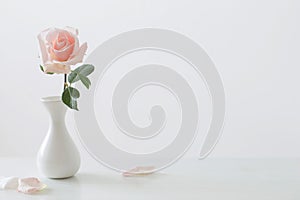 Pink roses in white vase on white background