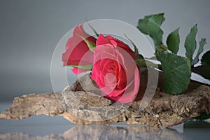 Pink roses on wood