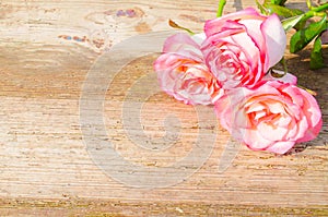 Pink roses on wooden background