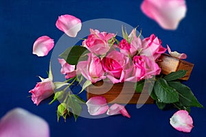 Pink roses in a wooden box on a blue background. Flying rose petals