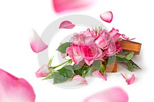 Pink roses in a wooden box on a white isolated background. Flying rose petals