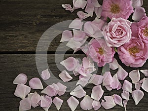 Pink roses on wooden copy space