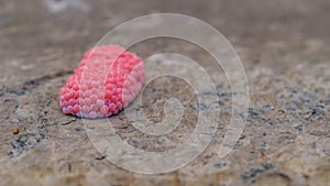 Pink and round Pomacea canaliculata snail egg attached on the ground.