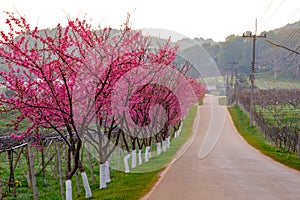 Pink route derived from the beautiful of Sakura, Cherry Blossoms in doi angkhang mountain Royal Agricultural Station Angkhang, photo