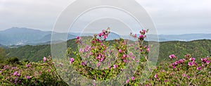 Pink royal azalea flower or cheoljjuk bloom around the hillside in Hwangmaesan Country Park