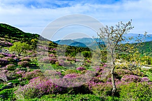 Pink royal azalea flower or cheoljjuk in Korea language bloom around the hillside in Hwangmaesan Country Park