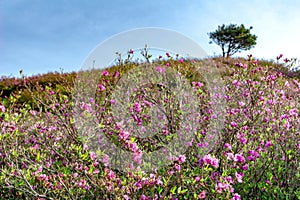 Pink royal azalea flowers or cheoljjuk bloom around the hillside in Hwangmaesan Country Park