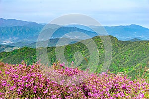 Pink royal azalea flowers or cheoljjuk in Korea language bloom around the hillside in Hwangmaesan Country Park photo