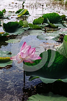 Pink royal lotus flower in Talay Noi Fowl Reserve, Ramsar wetland resevior of Songkhla Lake, Phattalung - Thailand photo