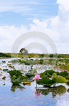 Royal lotus flower in Talay Noi Fowl Reserve, Ramsar wetland resevior of Songkhla Lake, Phattalung - Thailand photo