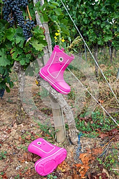 Pink rubber boots in the field with grapes.