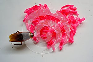 Pink rubber heart shape and small cockroach