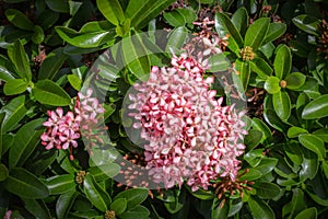 Pink rubiaceae Flowers