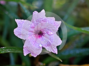 Pink Ruellia simplex tuberosa, humilis wild petunia flowers in garden with water drops and soft selective focus for pretty blurred