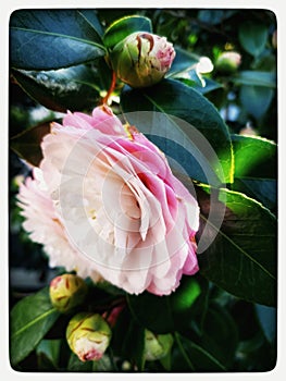 Pink Ruffle Petals