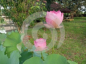 Pink sacred lotus blooming on pond. Two pink water lily blossom together on green park background.