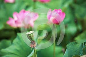 Pink Sacred Lotus Nelumbo nucifera  Bud