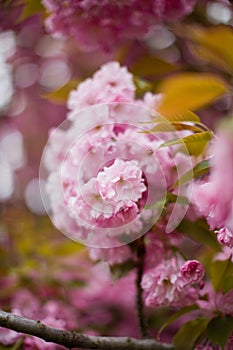 Pink sacura flower blossom close up