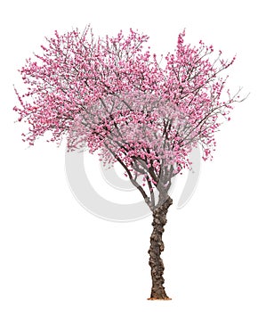 Pink sacura tree