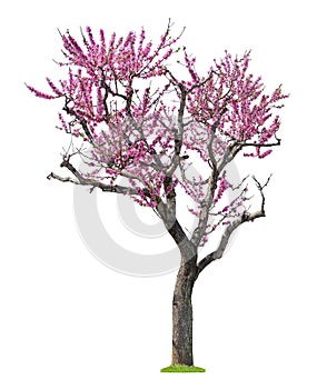 Pink sacura tree