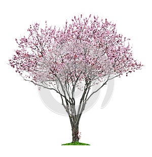 Pink sacura tree