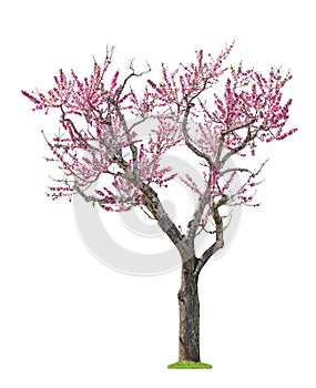 Pink sacura tree