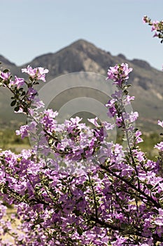 Pink Sage Bush Flowers Blossoming With Mountain in the Background