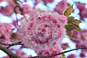 Pink sakura