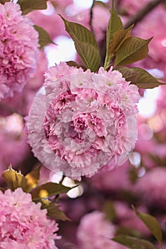 Pink sakura