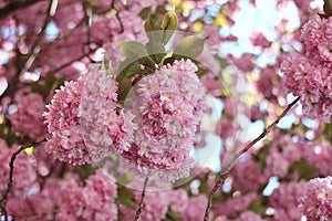 Pink sakura