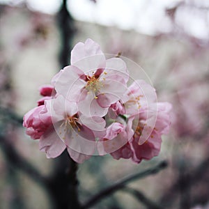 Pink sakura bloom. Spring season. Toned photo.