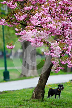 Pink sakura blooming tree and a dog