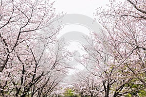 Pink sakura blossom of cherry tree tunnel at Kumamoto castle
