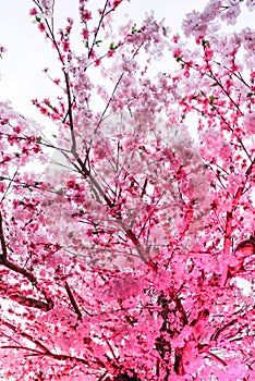 Pink sakura blossom tree