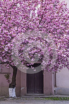 Pink sakura blossoming tree