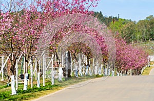 Pink sakura blossoms Background