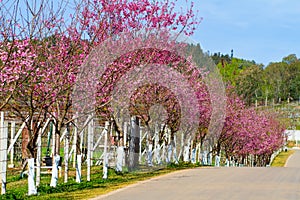 Pink sakura blossoms Background