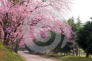 Pink sakura blossoms on dirt road in thailand