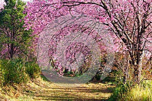 Pink sakura blossoms on dirt road in thailand