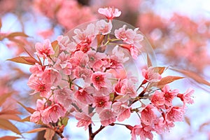 Pink sakura blossoms in Thailand