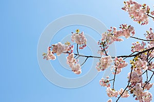 Pink Sakura with blue sky on the sunny day.