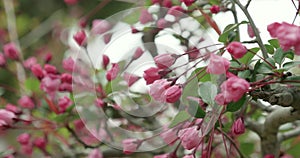 Pink Sakura budding during cherry blossom season in Japan