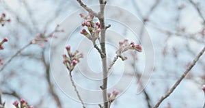 Pink Sakura budding during cherry blossom season in Japan as camera pans around the flowers