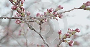 Pink Sakura budding during cherry blossom season in Japan as camera pans around the flowers