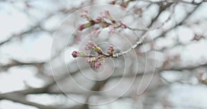 Pink Sakura budding during cherry blossom season in Japan as camera pans around the flowers