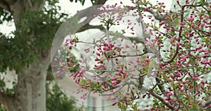 Pink Sakura buds budding during cherry blossom season in Japan