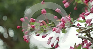 Pink Sakura buds budding during cherry blossom season in Japan