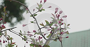 Pink Sakura buds budding during cherry blossom season in Japan