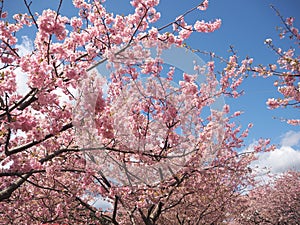 Pink Sakura - cherry blossom blooming lovely in the morning under the blue sky with clouds in Kawazu Japan