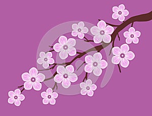 Pink sakura cherry blossom branch with dark pink background illustration